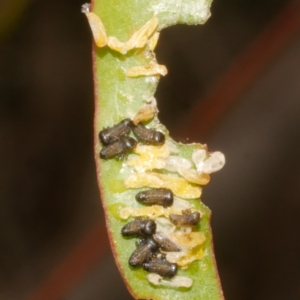 Paropsisterna sp. (genus) (A leaf beetle) at Freshwater Creek, VIC by WendyEM