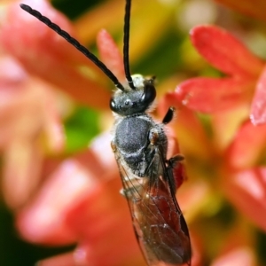 Lasioglossum (Parasphecodes) sp. (genus & subgenus) at Page, ACT - 18 Mar 2024 03:11 PM