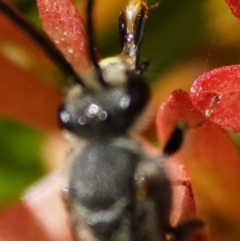 Lasioglossum (Parasphecodes) sp. (genus & subgenus) at Page, ACT - 18 Mar 2024 03:11 PM