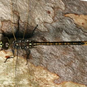 Anax papuensis at Mount Ainslie - 17 Mar 2024