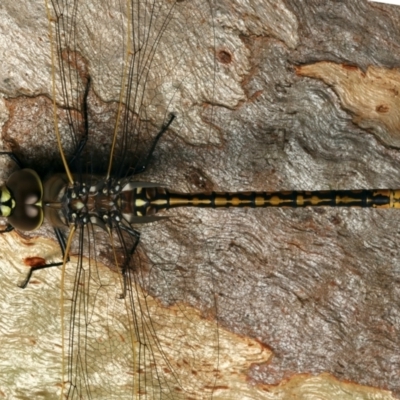 Anax papuensis (Australian Emperor) at Ainslie, ACT - 17 Mar 2024 by jb2602