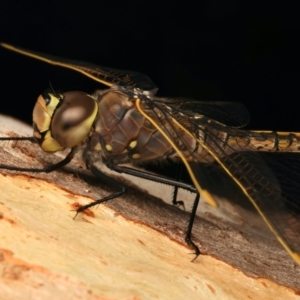 Anax papuensis at Mount Ainslie - 17 Mar 2024