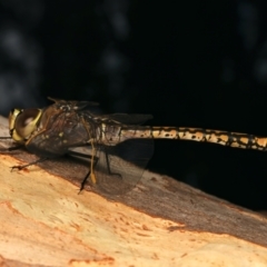 Anax papuensis at Mount Ainslie - 17 Mar 2024