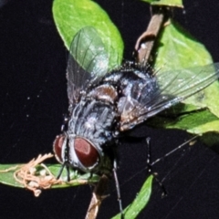 Rutilia sp. (genus) (A Rutilia bristle fly, subgenus unknown) at Longwarry North, VIC - 18 Mar 2024 by Petesteamer