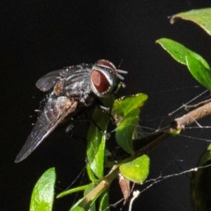 Rutilia sp. (genus) at Longwarry North, VIC - 18 Mar 2024