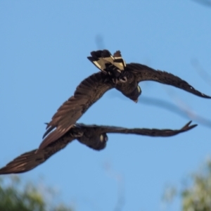 Zanda funerea at Longwarry North, VIC - 18 Mar 2024 09:06 AM