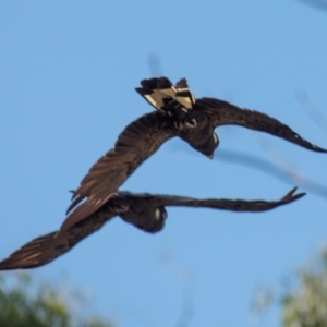 Zanda funerea (Yellow-tailed Black-Cockatoo) at Longwarry North, VIC by Petesteamer