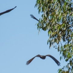 Zanda funerea at Longwarry North, VIC - 18 Mar 2024