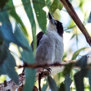 Cracticus torquatus at Longwarry North, VIC - 18 Mar 2024 08:32 AM