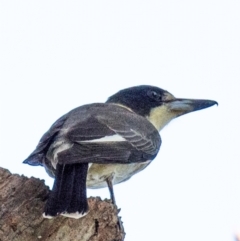 Cracticus torquatus at Longwarry North, VIC - 18 Mar 2024 08:32 AM
