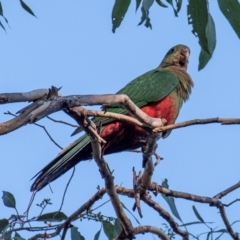 Alisterus scapularis (Australian King-Parrot) at Longwarry North, VIC - 18 Mar 2024 by Petesteamer