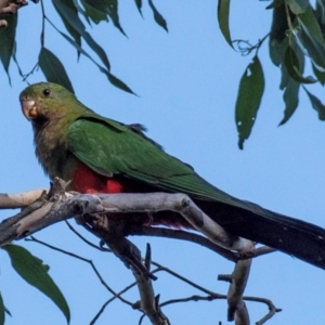 Alisterus scapularis at Longwarry North, VIC - 18 Mar 2024