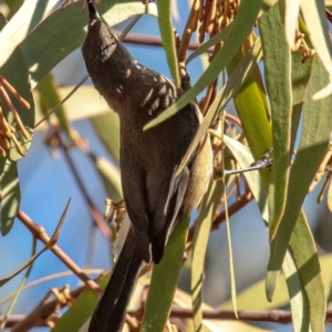 Acanthorhynchus tenuirostris at Longwarry North, VIC - 18 Mar 2024