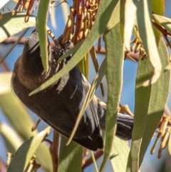 Acanthorhynchus tenuirostris at Longwarry North, VIC - 18 Mar 2024