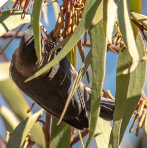 Acanthorhynchus tenuirostris at Longwarry North, VIC - 18 Mar 2024