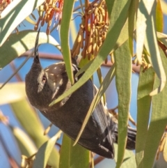 Acanthorhynchus tenuirostris at Longwarry North, VIC - 18 Mar 2024