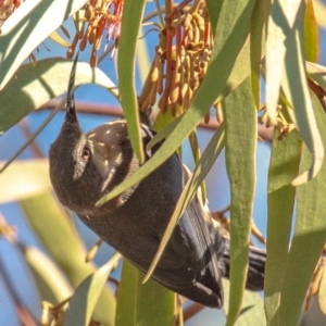 Acanthorhynchus tenuirostris at Longwarry North, VIC - 18 Mar 2024