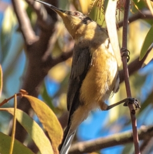 Acanthorhynchus tenuirostris at Longwarry North, VIC - 18 Mar 2024