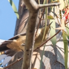 Acanthorhynchus tenuirostris at Longwarry North, VIC - 18 Mar 2024