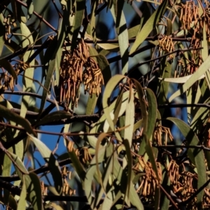 Amyema pendula subsp. pendula at Longwarry North, VIC - 18 Mar 2024