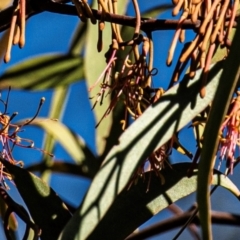 Amyema pendula subsp. pendula at Longwarry North, VIC - 18 Mar 2024