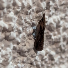 Faveria tritalis (Couchgrass Webworm) at Watson, ACT - 17 Mar 2024 by AniseStar
