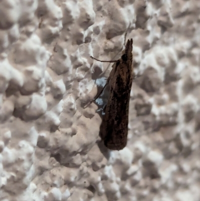 Unidentified Moth (Lepidoptera) at Watson, ACT - 17 Mar 2024 by AniseStar