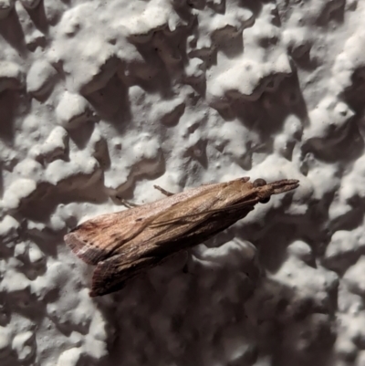 Faveria tritalis (Couchgrass Webworm) at Watson, ACT - 17 Mar 2024 by AniseStar