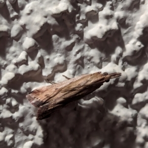 Unidentified Pyralid or Snout Moth (Pyralidae & Crambidae) at suppressed by AniseStar