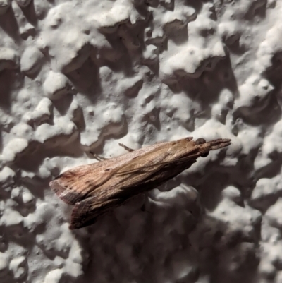 Unidentified Pyralid or Snout Moth (Pyralidae & Crambidae) at Watson, ACT - 17 Mar 2024 by AniseStar