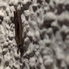 Crambidae sp. (family) at Watson, ACT - suppressed