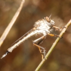 Neoaratus hercules (Herculean Robber Fly) at Freshwater Creek, VIC - 9 Feb 2024 by WendyEM