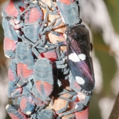 Eurymela fenestrata (Gum tree leafhopper) at WendyM's farm at Freshwater Ck. - 9 Feb 2024 by WendyEM