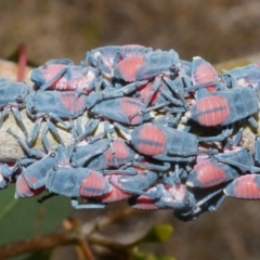 Eurymela fenestrata at Freshwater Creek, VIC - 9 Feb 2024