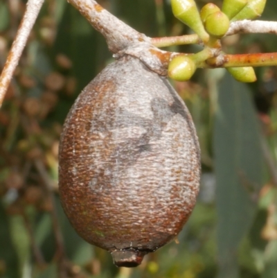 Apiomorpha sp. (genus) (A gall forming scale) at Freshwater Creek, VIC - 9 Feb 2024 by WendyEM