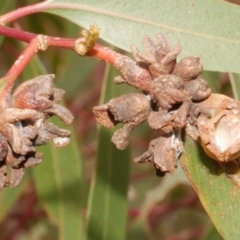 Unidentified Psyllid, lerp, aphid or whitefly (Hemiptera, several families) at Freshwater Creek, VIC - 9 Feb 2024 by WendyEM