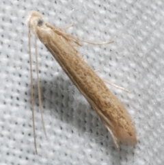 Batrachedra (genus) (The single genus of family Batrachedridae) at Freshwater Creek, VIC - 11 Feb 2024 by WendyEM