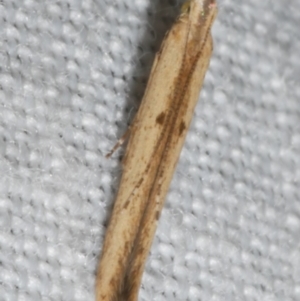 Batrachedra (genus) (The single genus of family Batrachedridae) at suppressed by WendyEM