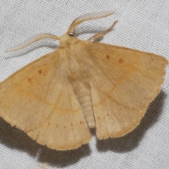 Anthela acuta (Common Anthelid) at WendyM's farm at Freshwater Ck. - 11 Feb 2024 by WendyEM