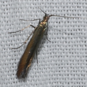 Coleophora alcyonipennella at WendyM's farm at Freshwater Ck. - 12 Feb 2024