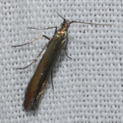 Coleophora alcyonipennella (Clover Case-bearer) at Freshwater Creek, VIC - 11 Feb 2024 by WendyEM