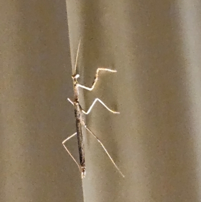 Unverified Praying mantis (Mantodea) at White Cliffs, NSW - 19 Mar 2024 by AaronClausen