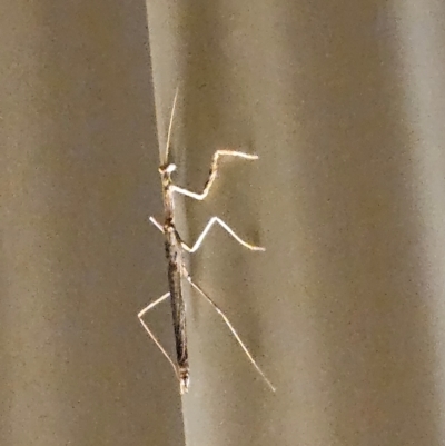 Unidentified Praying mantis (Mantodea) at White Cliffs, NSW - 19 Mar 2024 by AaronClausen