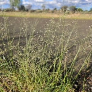 Eragrostis sp. at White Cliffs, NSW - 18 Mar 2024 06:02 PM