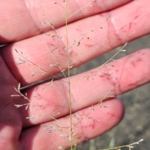 Eragrostis sp. at White Cliffs, NSW - 18 Mar 2024 06:02 PM