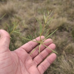 Hakea microcarpa (Small-fruit Hakea) at Namadgi National Park - 13 Mar 2024 by Wildlifewarrior80