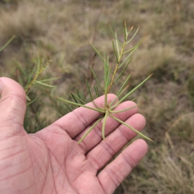 Hakea microcarpa (Small-fruit Hakea) at Namadgi National Park - 13 Mar 2024 by brettguy80