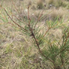 Hakea microcarpa at Namadgi National Park - 13 Mar 2024