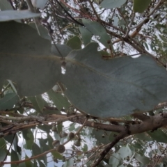 Eucalyptus rubida subsp. rubida (Candlebark) at Rendezvous Creek, ACT - 13 Mar 2024 by brettguy80