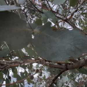 Eucalyptus rubida subsp. rubida at Namadgi National Park - 13 Mar 2024